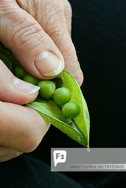 Öffnen einer Erbsenschote  Speiseerbse (Pisum sativum)