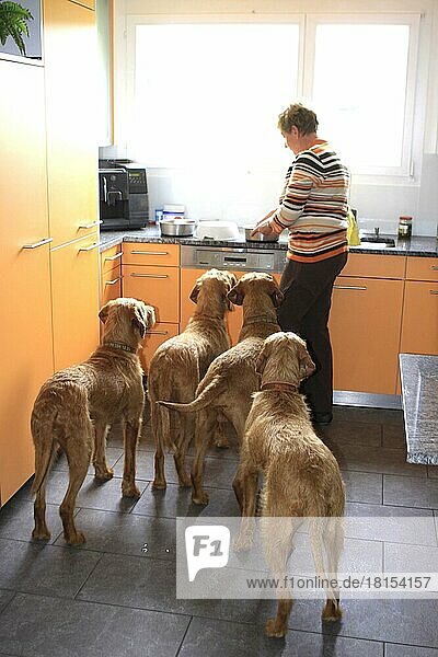 Owner prepares food  for Wirehaired Hungarian Pointing Dogs  Wirehaired Vizsla