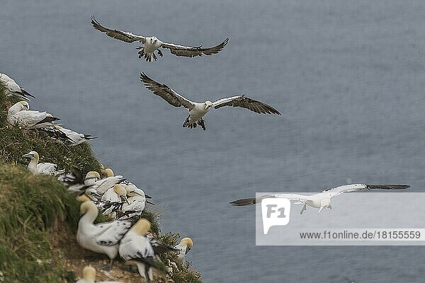 Flying gannets (Morus bassanus)  England  Bempton Cliffs