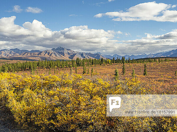 Herbstfarbenwechsel unter den Bäumen und Sträuchern im Denali National Park  Alaska  Vereinigte Staaten von Amerika  Nordamerika
