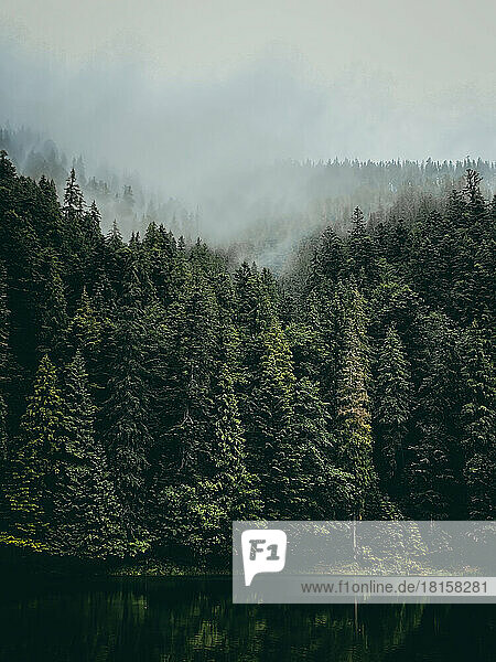 Kiefernwald am See mit Nebel