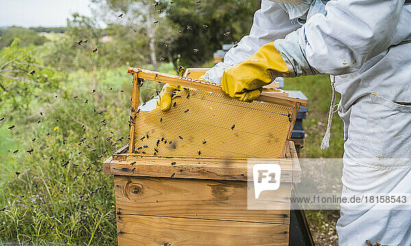 Nahaufnahme von Imkerhänden beim Entfernen des Wachses vom Bienenstockkörper.