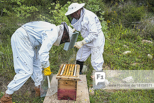 Zwei Imker mit Schutzanzug bei der Arbeit mit Bienenstöcken.
