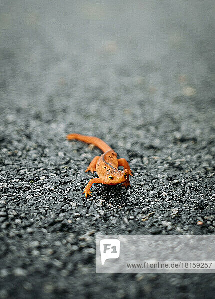 Nahaufnahme eines orangefarbenen Salamanders auf einer nassen  gepflasterten Straße