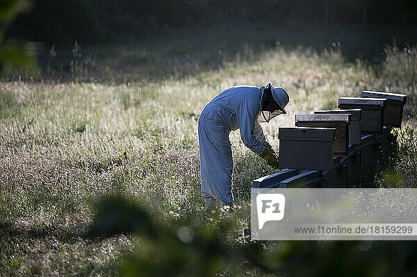 Side view of beekeeper placing beehives in new location.