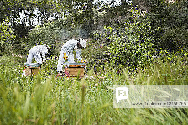 Imker kontrollieren Bienenstöcke auf einer Wiese.