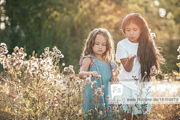 two girls in nature picking flowers in the setting sun portrait