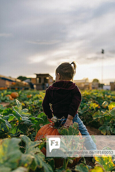 Kleinkind Mädchen sitzt auf einem Kürbis in einem Kürbisfeld im Herbst