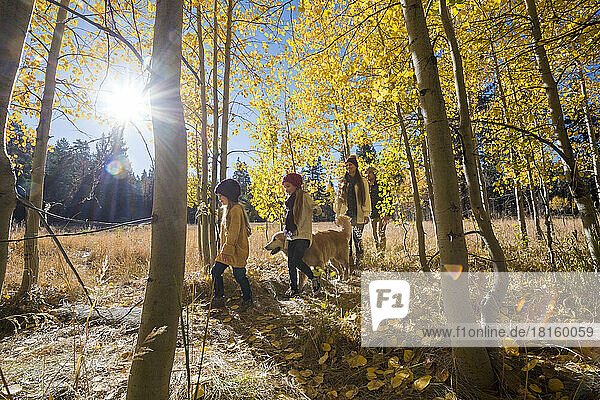 A young family hikes through a grove of Aspen trees with their dog.