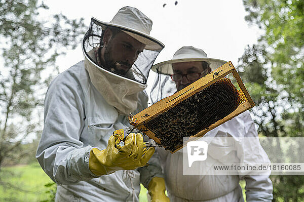 Zwei Imker kontrollieren einen Bienenstock voller Bienen.