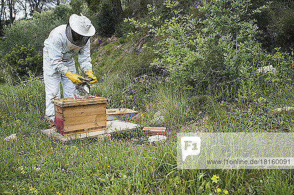 Imker beim Einsatz eines Smokers in einem Bienenstock.