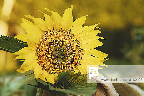 Fresh yellow sunflower blooming in garden