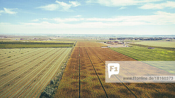 Spain  Catalonia  Lleida  Aerial view of countryside corn fields