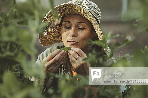 Woman with straw hat smelling green pea in garden