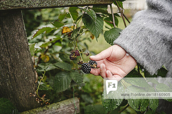 Hand of woman picking blackberry from bush