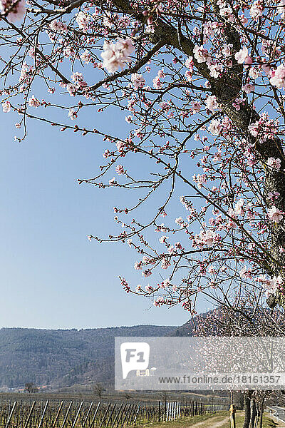 Germany  Rhineland-Palatinate  Edenkoben  Branches of pink blossoming almond tree with hills in background