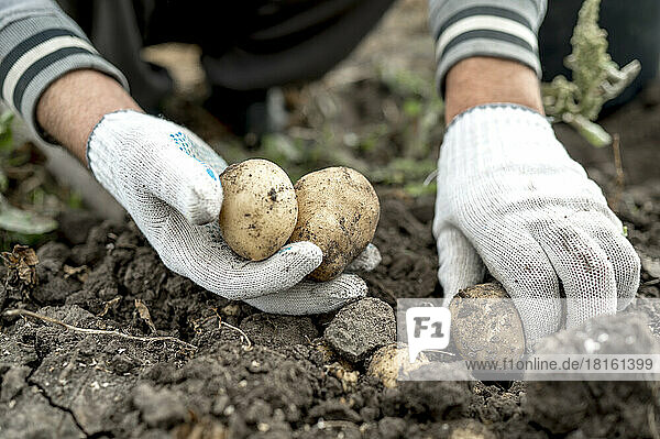 Farmer wearing gloves picking potatoes from soil in farm