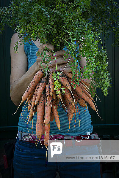 Midsection of woman holding bunch of freshly harvested carrots