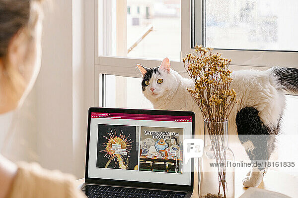 Cat looking at graphic designer working on laptop in home office