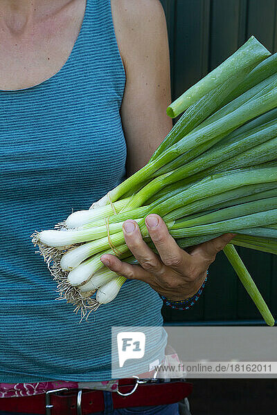 Midsection of woman holding freshly harvested spring onions (Allium fistulosum)