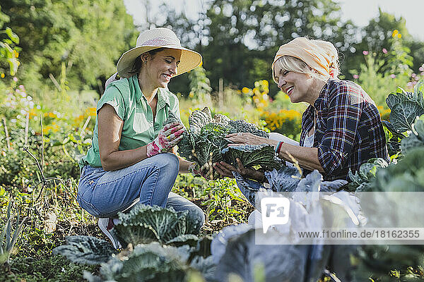 Smiling gardener with colleague harvesting leafy vegetables at field