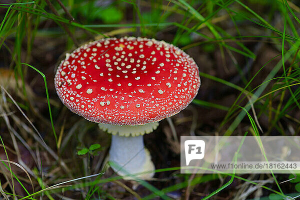 Fly agaric (Amanita muscaria) growing on forest floor