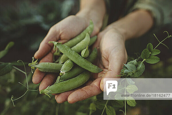 Hands of woman with fresh green peas