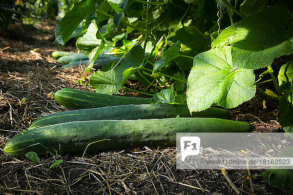 Cucumbers grown in greenhouse