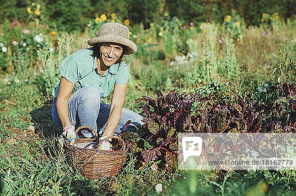 Happy woman wearing hat harvesting vegetables in field