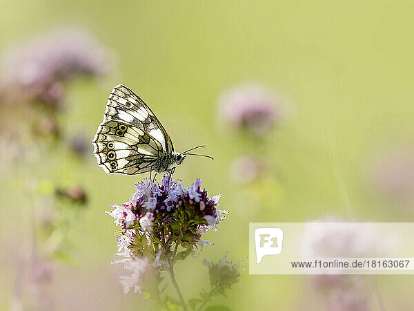Marbled white butterfly pollinating on pink flower