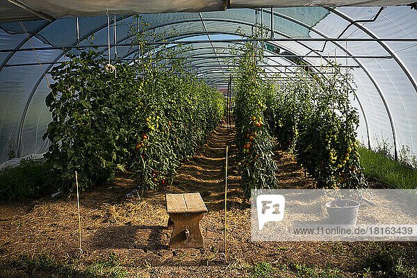 Plum tomatoes grown on plant in greenhouse