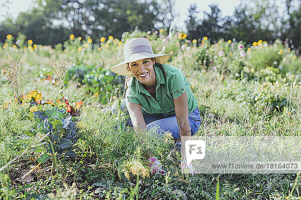 Happy mature gardener wearing hat harvesting vegetables at field