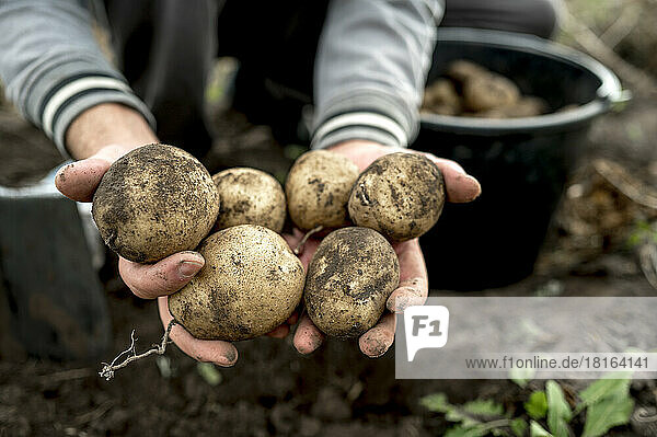 Hands of farmer showing dirty raw potatoes