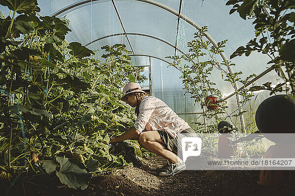 Mature farmer working in greenhouse