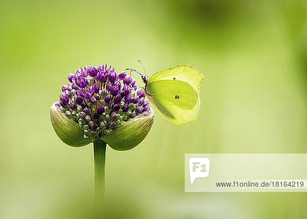 Green brimstone butterfly pollinating on fresh allium flower