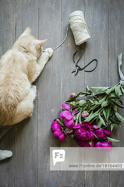 Cat playing with string lying next to bouquet of freshly cut peonies