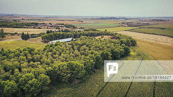 Spain  Catalonia  Lleida  Aerial view of grove surrounded by corn fields