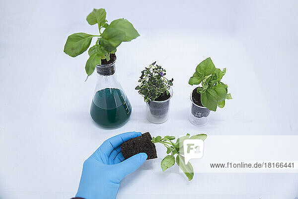 Scientist holding basil plant by beakers and flask on table in laboratory