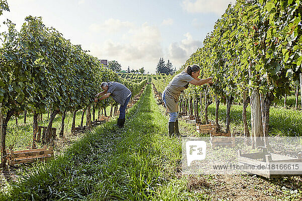 Reife Bauern untersuchen an einem sonnigen Tag Weinreben im Weinberg