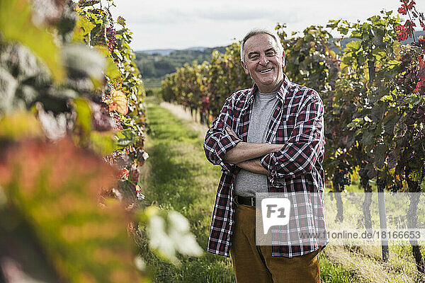 Smiling senior farmer with arms crossed amidst vineyard