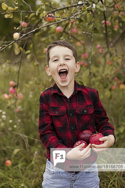 Cheerful boy holding fresh apples and screaming at farm