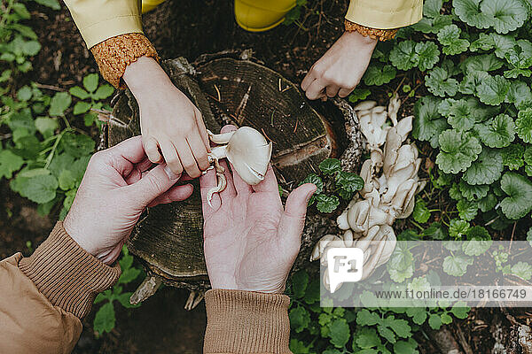 Hands of man showing oyster mushrooms to girl in forest