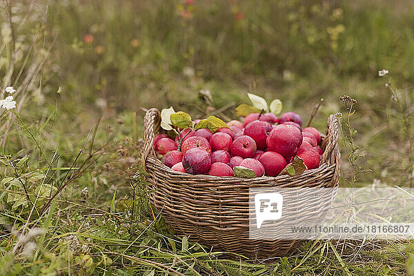 Basket of fresh red apples on grass at farm