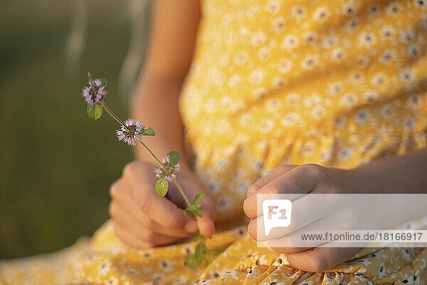 Hand eines Mädchens  das Kleeblume hält