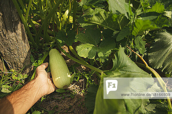 Hand eines Bauern  der Zucchini im Gewächshaus hält