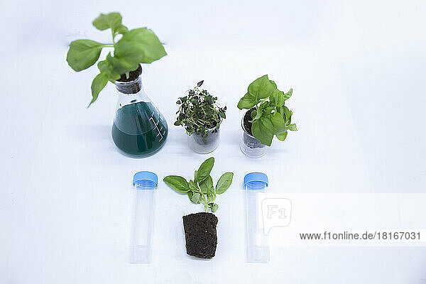Plants and equipment arranged on table in laboratory