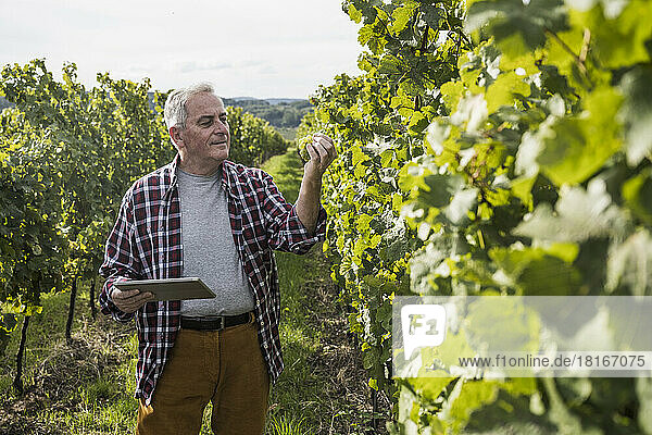 Älterer Mann steht mit Tablet-PC und analysiert Traubenpflanze im Weinberg