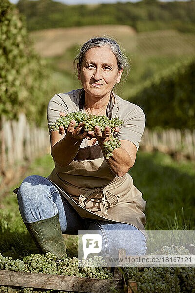 Mature farmer showing grapes in vineyard on sunny day