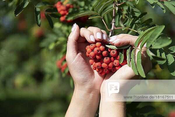 Woman making heart gesture with hands holding fresh rowanberries on tree