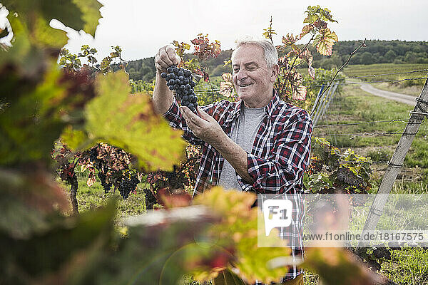 Happy senior man analyzing bunch of grapes in vineyard